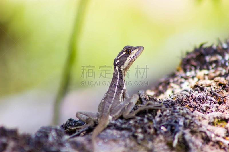 蜥蜴,壁虎,鬣蜥蜴,自然,式样,野生动物,水平画幅,动物学,爪子,动物身体部位