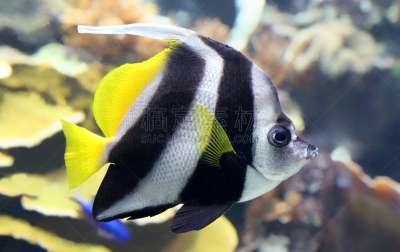 特写,燕尾旗,风景,水平画幅,南太平洋,野外动物,户外,动物鳍,moorish idol,礁石