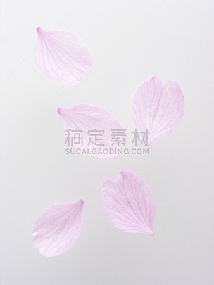 樱桃树,花瓣,垂直画幅,式样,樱花,无人,日本,白色背景,材料,背景分离