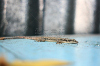 蜥蜴,蝎虎,动物脚趾,爬虫学,弱点,壁虎,猪嘴,水平画幅,无人,动物身体部位