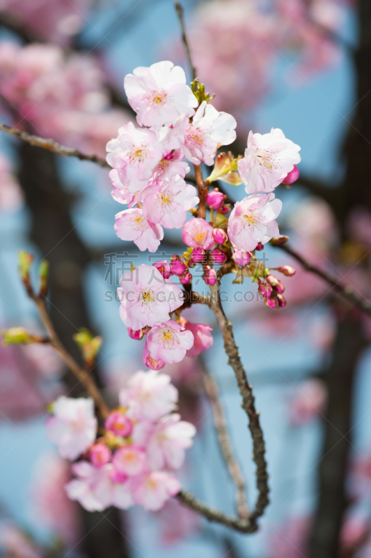 川津,自然,垂直画幅,樱花,无人,樱桃树,花头,摄影,花