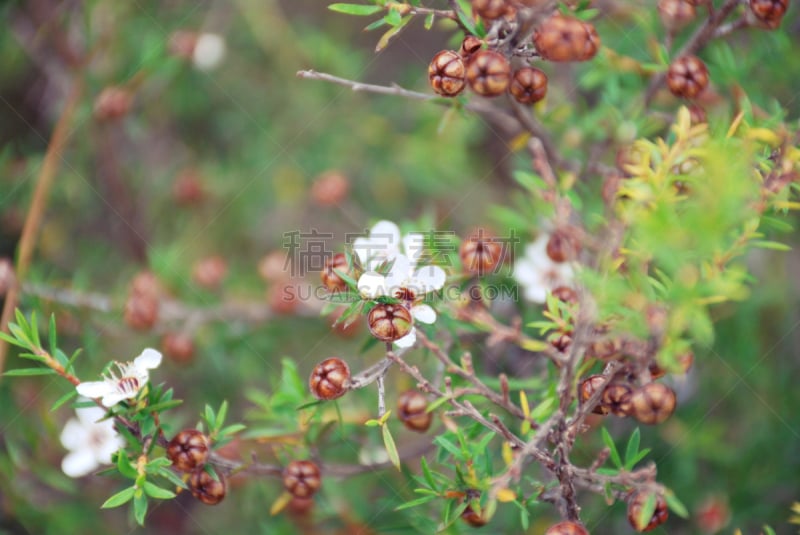 麦卢卡树,松红梅,茶树,选择对焦,植物属性,急救包,水平画幅,无人,健康,茶树油