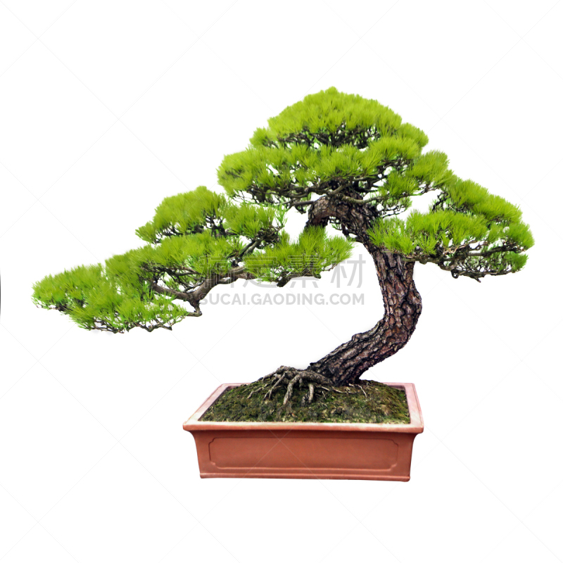 盆景,松树,黑松,禅宗,无人,园艺,针叶树,室内植物,白色,植物