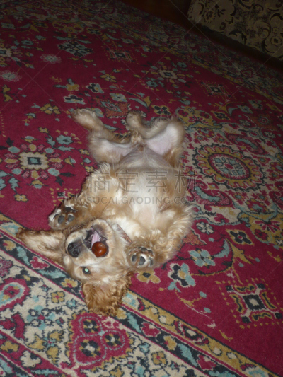 进行中,栗子,可卡犬,装死,英国小猎犬,纯种犬,水平画幅,受过训练的狗,嬉戏的,小狗