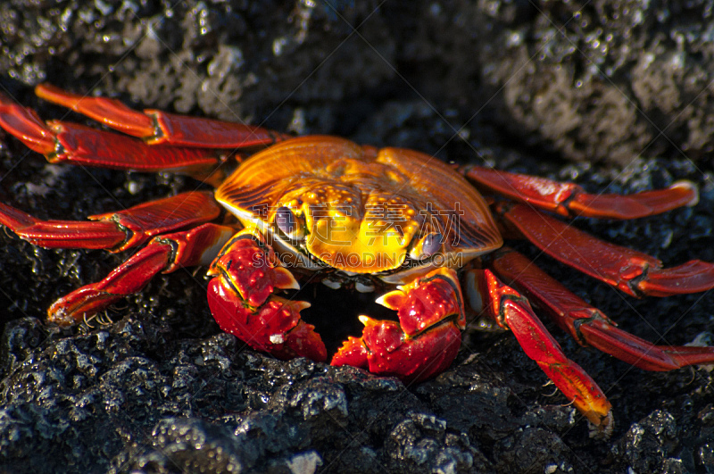 sally lightfoot crab,圣克鲁斯岛,加拉帕戈斯群岛,无人,节肢动物,图像,螃蟹,户外,水平画幅,厄瓜多尔