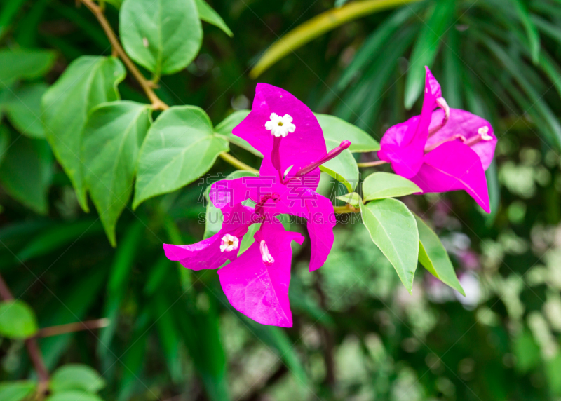 三角梅,菜园,美,水平画幅,户外,木兰纲,特写,花蕾,熏衣草,大量物体