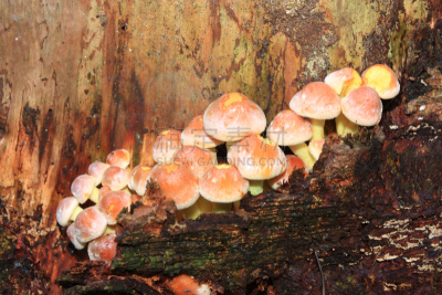 蘑菇,硫磺,穗,自然,水平画幅,秋天,沿丝伞菇,生态多样性,树林,干小皮伞菌