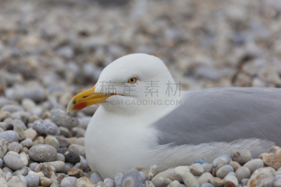 诺曼底埃特塔尔海滩,海滩,塞纳滨海省,自然,上诺曼底,水平画幅,无人,鸟类,户外,石头