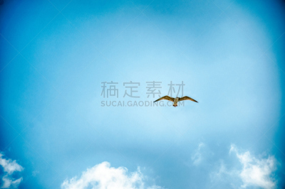 天空,鸟类,背景,风,臭氧层,水平画幅,户外,云景,自由,方向