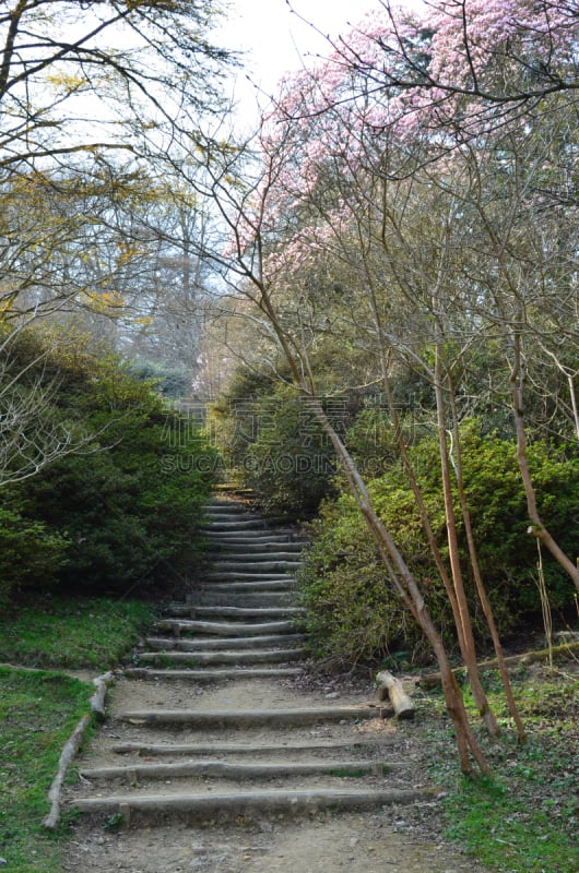 花园路,英格兰,春天,萨里市,自然,垂直画幅,景观设计,无人,肖像,户外