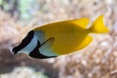 狐面河豚,河豚,鳍刺类鱼,大堡礁,鲈形目,水,水平画幅,无人,水下,野外动物