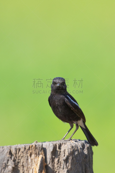 鸟类,背景,自然,图像,黑色,野翁,极乐鸟,卡普雷拉岛,京燕
