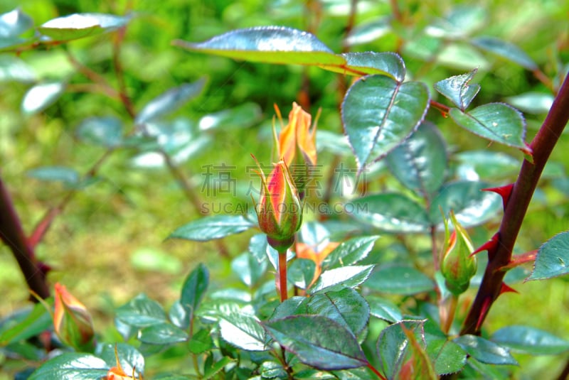 夏天,花蕾,菜园,单茎玫瑰,美,水平画幅,无人,罗斯堡,特写,俄罗斯