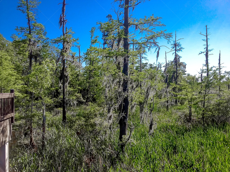 clear day in a green swamp