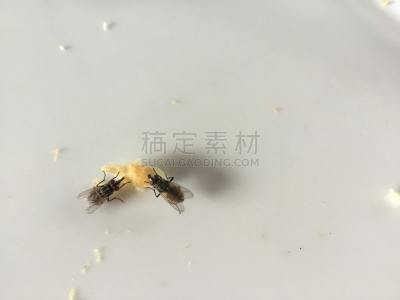 肮脏的,家蝇,蛋糕,鹭管鱼,垃圾,水平画幅,绿头苍蝇,无人,户外,特写