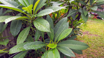 赤素馨花,雨,修改系列,汤斯维尔,自然,水,水平画幅,绿色,无人,树