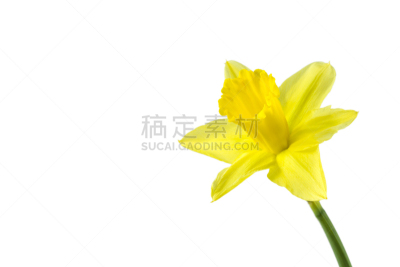 水仙花,分离着色,自然美,白色背景,手部骨骼,萼片,雄蕊,美,留白,水平画幅