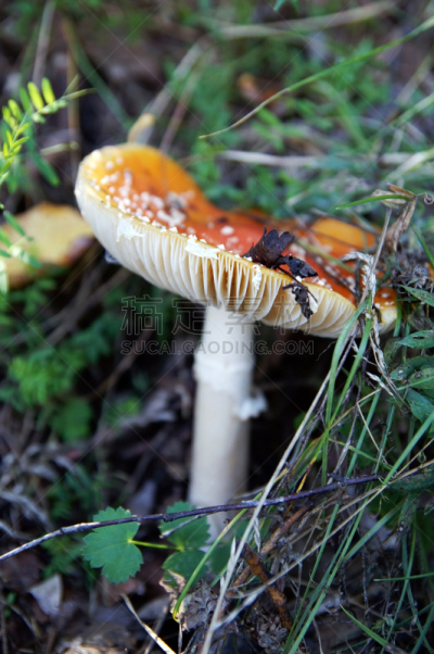 毒蝇菇,森林,红松,自然,垂直画幅,无人,色彩鲜艳,有毒生物体,蘑菇,户外