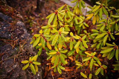 叶子,雨滴,侏儒,遮阳伞,自然,水平画幅,无人,室内植物,华丽的,常绿树