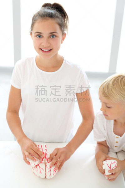 脑部,儿童,模型,顶叶,中枢神经系统,小脑,神经系统,垂直画幅,青少年,科学