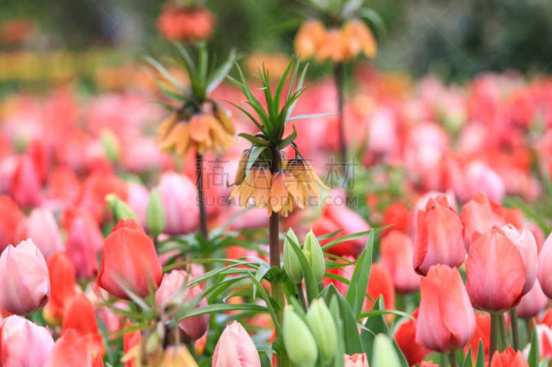 贝母,郁金香,动物头,欧洲赤松,田地,蛇,切尔西鲜花展,gilia,花格贝母,方格旗