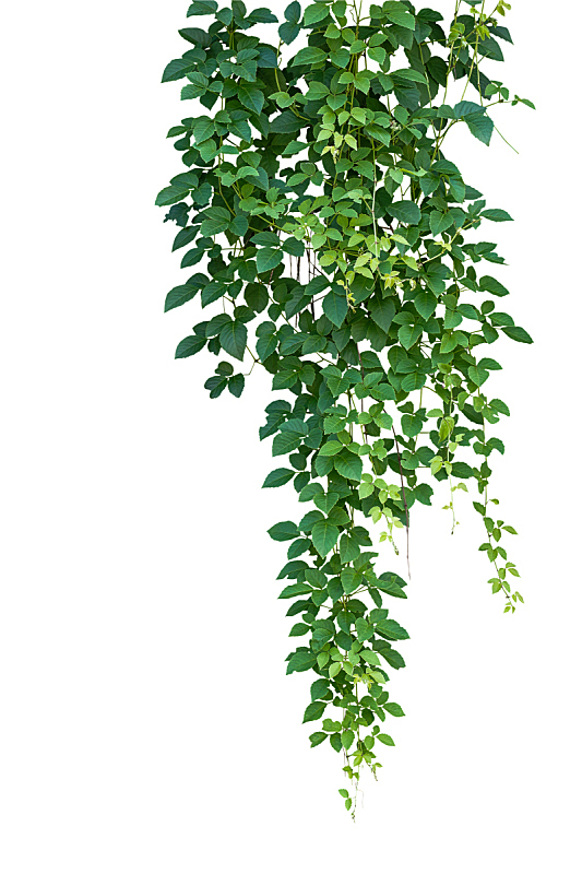 植物 悬挂的 有蔓植物 白色背景 背景分离 野生植物 藤蔓植物 枝 热带雨林 分离着色图片素材下载 稿定素材 植物 悬挂的 有蔓植物 白色背景 背景分离 野生植物 藤蔓植物 枝 热带雨林 分离着色图片素材下载 稿定素材