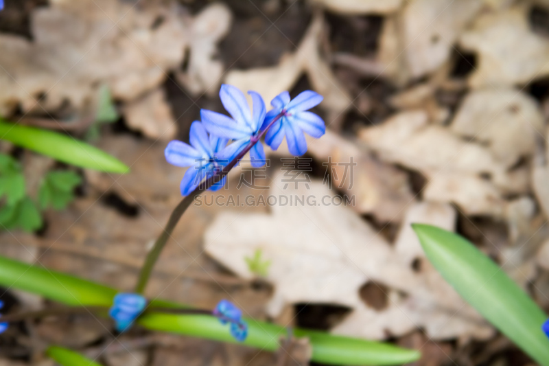 斯库拉,森林,泉湖,蓝西番莲,creeping bluet,饰品花,贺卡,水平画幅,无人,乌克兰