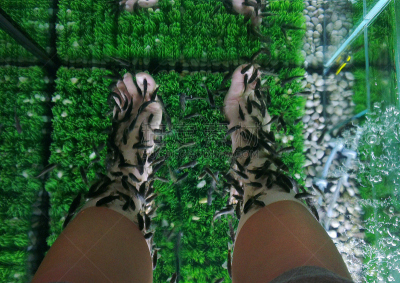 腿,鱼类,温泉鱼疗,脚部按摩,水,美,四肢,水平画幅,spa美容,健康