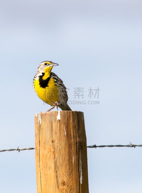 西部草地鹨,草地鹨,百灵鸟,鸟鸣声,北达科他,南达科他州,爱达荷,带刺铁丝网,垂直画幅,洛矶山脉