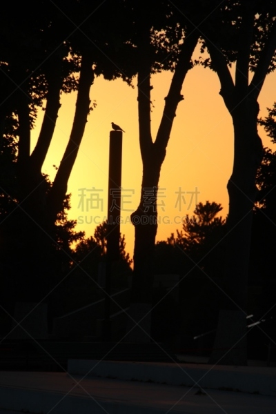 与众不同,拉吉斯坦广场,撒马尔干,乌兹别克斯坦,自然,垂直画幅,旅游目的地,无人,鸟类,早晨