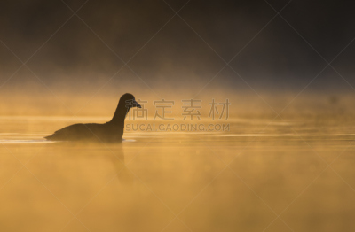 白冠鸡,水,留白,早晨,曙暮光,野外动物,光,湖,彩色图片,黎明