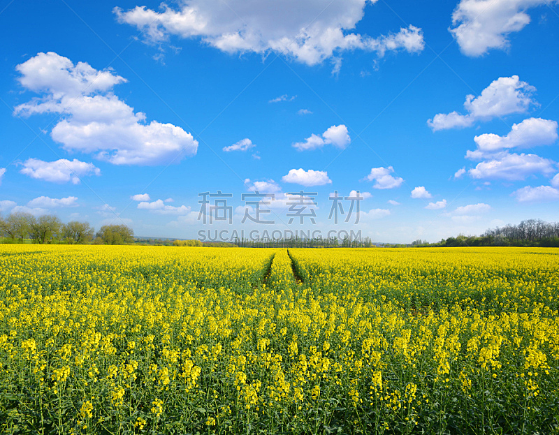 天空,云景,田地,蓝色,油菜花,黄色,水平画幅,户外,农作物,植物