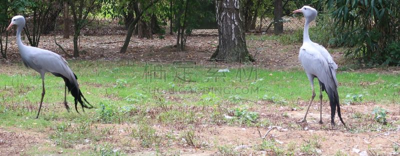 鹤,天堂,蓝蓑羽鹤,司坦利,接力赛,维拉尔莱栋市,水平画幅,无人,鸟类,动物身体部位