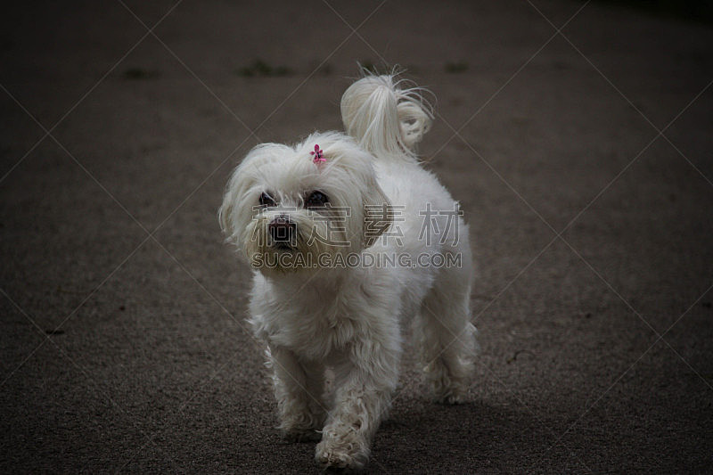 公园 白色 日光 白昼 马尔他犬 美 寻回犬 水平画幅 美人 夏天图片素材下载 稿定素材