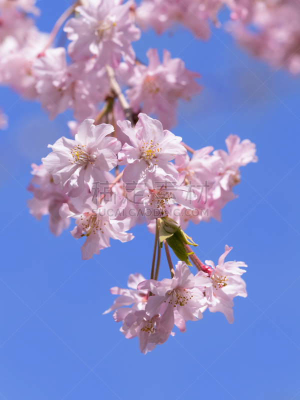 樱桃树,垂枝日本早樱,花见节,樱花,垂直画幅,无人,日本,特写,3到4个月,春天