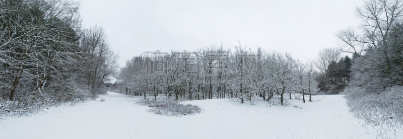 公园,水平画幅,雪,无人,透视图,偏远的,户外,树林,白色,荷兰