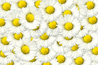 自然美,雏菊,手部骨骼,普通雏菊,萼片,雄蕊,美,留白,水平画幅,无人
