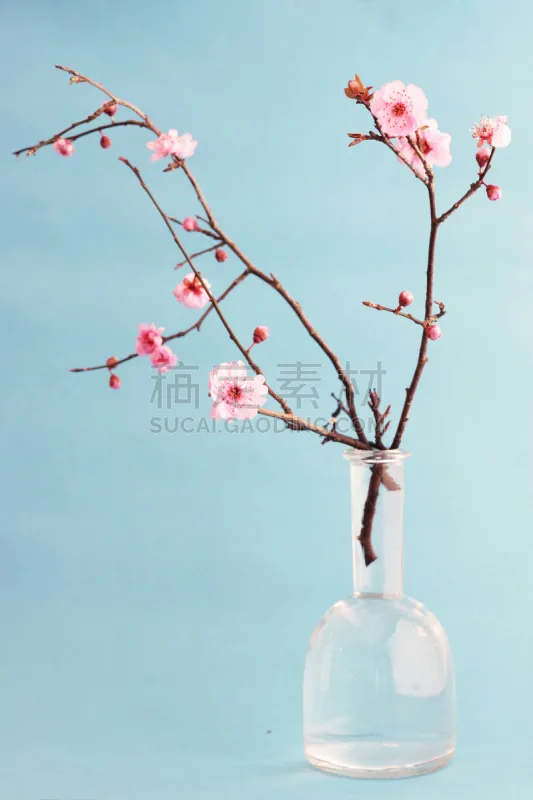 花束 樱桃树 蓝色背景 花瓶 樱花 忍冬 梅花 枝 箭木 垂直画幅图片素材下载 稿定素材