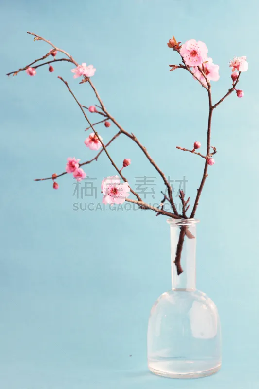 花束 樱桃树 蓝色背景 花瓶 樱花 忍冬 梅花 枝 箭木 垂直画幅图片素材下载 稿定素材 花束 樱桃树 蓝色背景 花瓶 樱花 忍冬 梅花 枝 箭木 垂直画幅图片素材下载 稿定素材