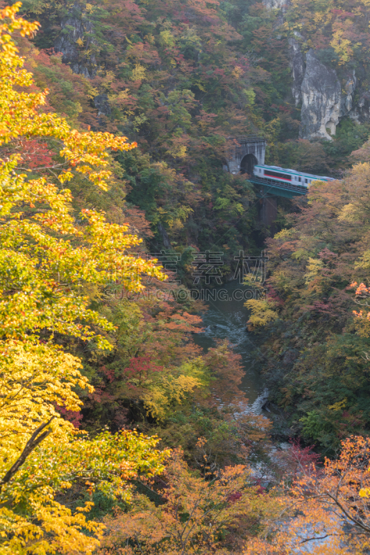 秋天,沟壑,分界线,垂直画幅,旅行者,户外,山,大崎市,东北片区,小溪