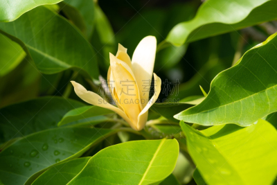 日光,叶子,白色,绿色,亚洲,自然,黄色,季节,泰国,图像