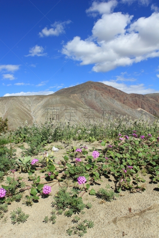 野生植物,安萨博瑞哥沙漠州立公园,马樱丹属,沙子,垂直画幅,美国,无人,户外,野花,南加利福尼亚