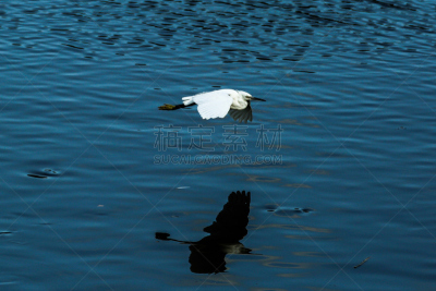 小白鹭,水平画幅,雪白鹭,鸟类,鹭科,动物身体部位,宠物服装,湖,滨水,蓝灰鹭