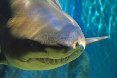灰色铰口鲨,特写,动物攻击,鲨鱼,水平画幅,无人,2015年,危险,海洋生命,力量