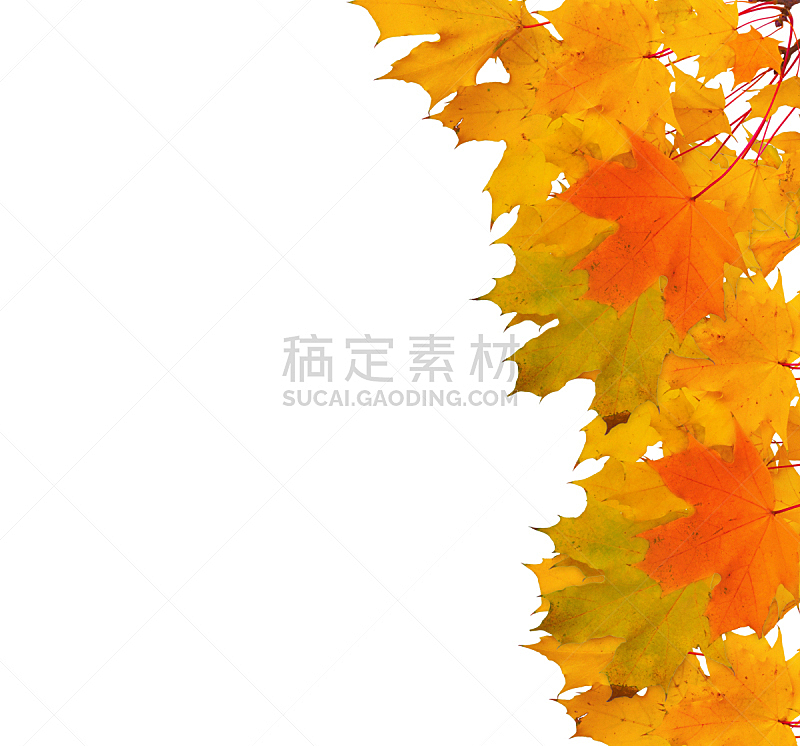 秋天,枝,叶子,枫树,白色背景,分离着色,自然,太空,水平画幅,无人