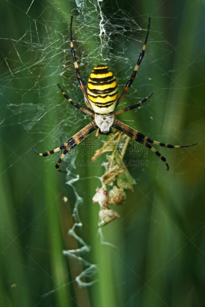 断纹金蛛,蜘蛛,mesh-web spider,动物腹部,垂直画幅,动物身体部位,蜘蛛纲,特写,彩色背景,白色