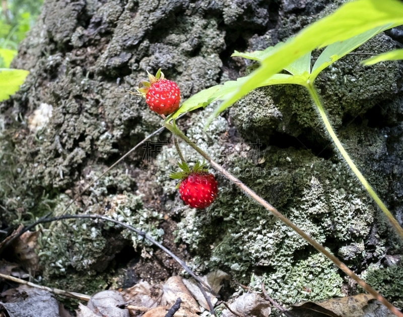 草,草莓,野生植物,素食,夏天,甜点心,植物学,清新,林务官,多汁的