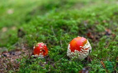 毒蝇菇,瓷样伞菇,橙色伞菌,伞形毒菌,毒蘑菇,水平画幅,无人,夏天,户外,草