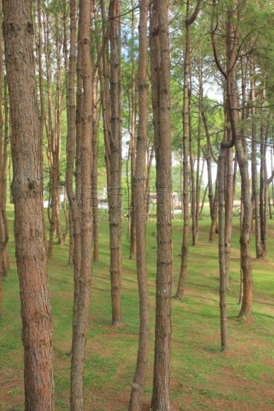 松树,森林,垂直画幅,无人,纯净,夏天,户外,斯堪的纳维亚半岛,树林,瑞典