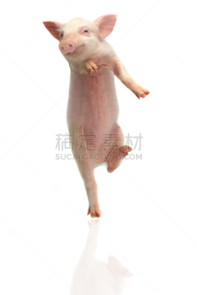 猪,小猪,腮腺炎,垂直画幅,水,动物耳朵,爪子,性格,动物身体部位,想法